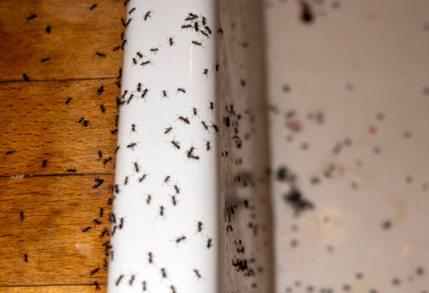 Best Termite Control Services  in Rochester, NH
