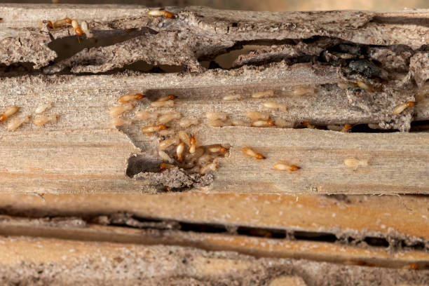 Bird Control in Rochester, NH